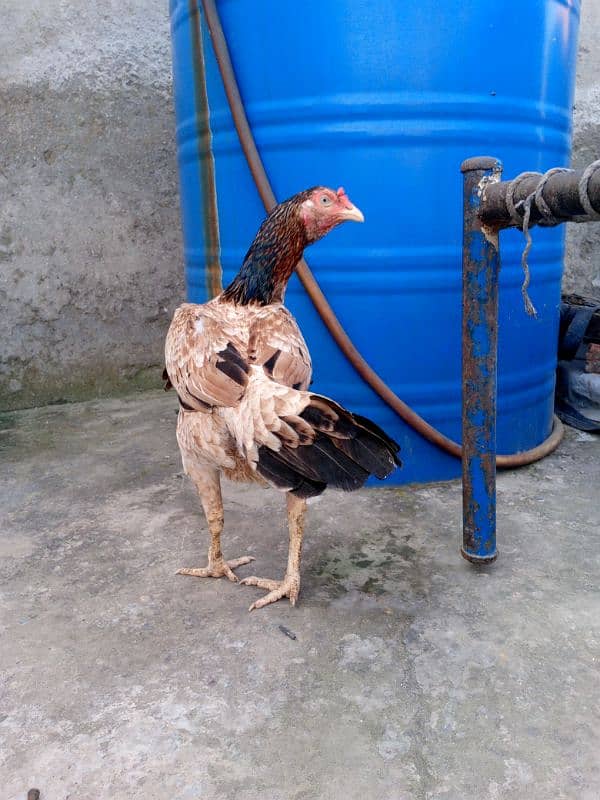 A pure Aseel Hens are available with golden colour| 6