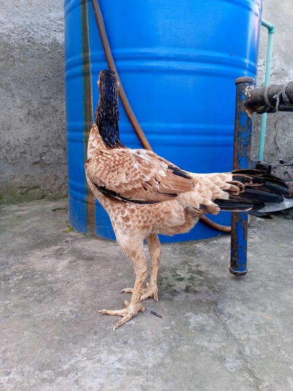 A pure Aseel Hens are available with golden colour| 7