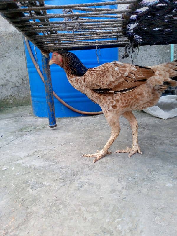 A pure Aseel Hens are available with golden colour| 8