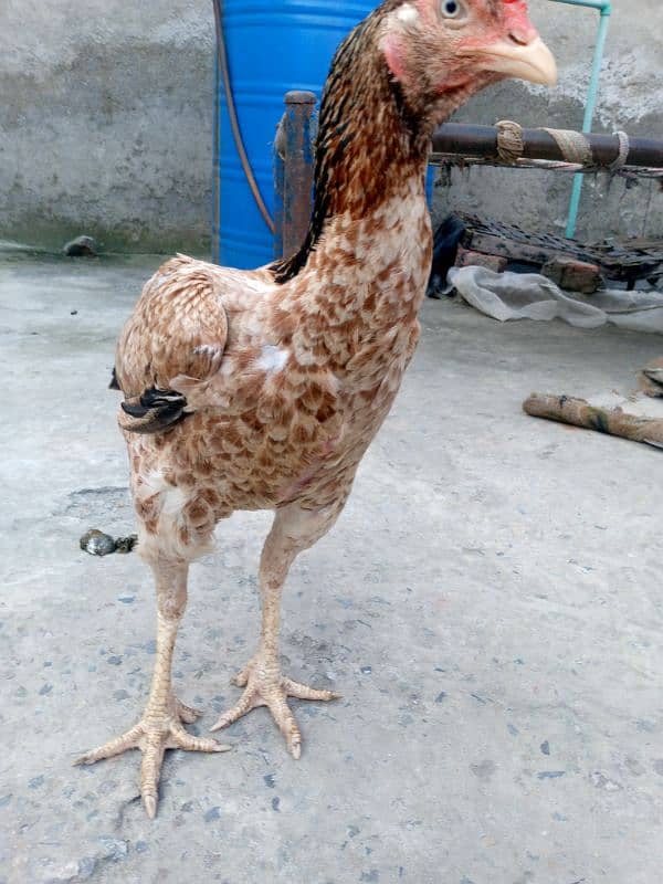 A pure Aseel Hens are available with golden colour| 11