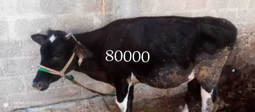 4 Cows for sale 4