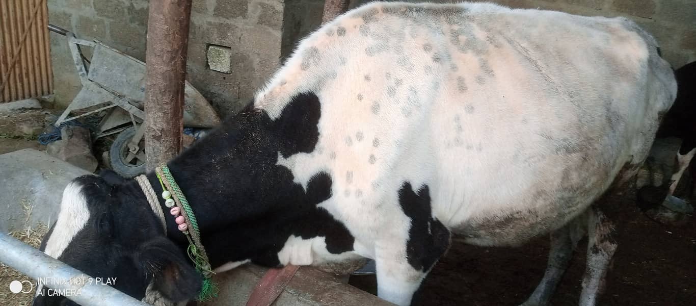 4 Cows for sale 17