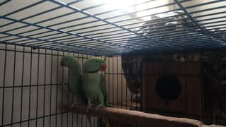 kashmiri raw parrot for sale breeder pair