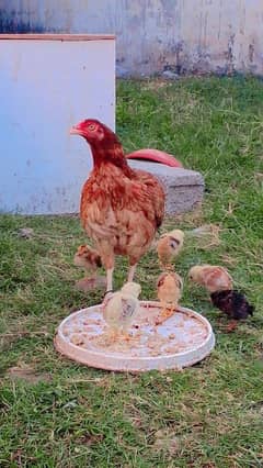 aseel hen with 6 chicks