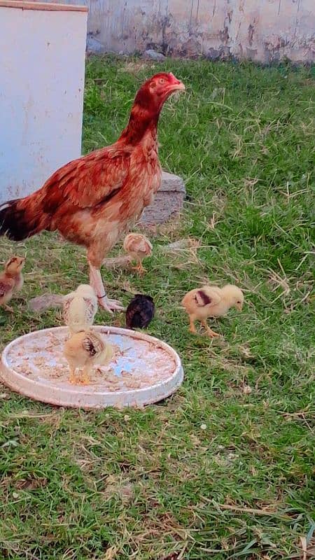 aseel hen with 6 chicks 1