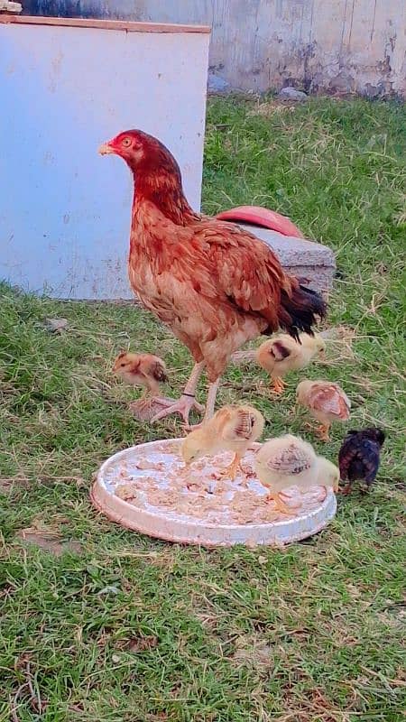 aseel hen with 6 chicks 2