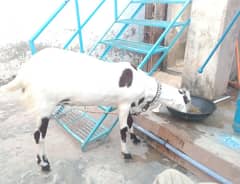 Desi Rajanpuri Bakri for sale دیسی راجنپوری بکری برائے فروخت