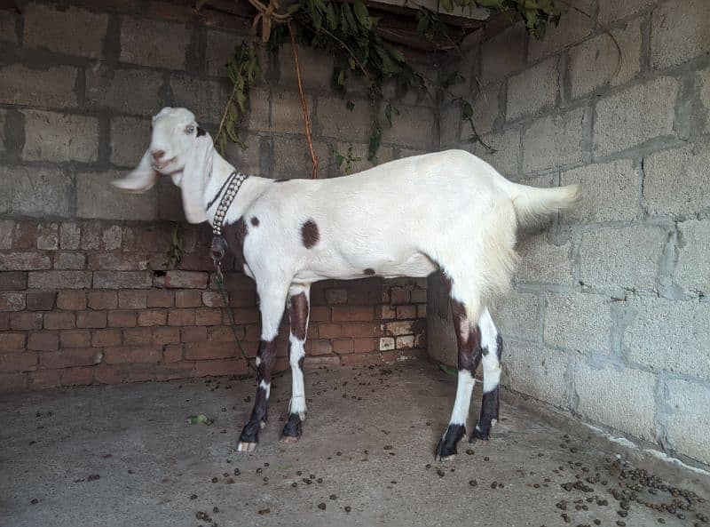 Desi Rajanpuri Bakri for sale دیسی راجنپوری بکری برائے فروخت 1