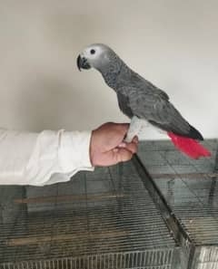 African Grey parrot checks for sale 03307595248 WhatsApp number