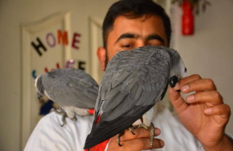 African Grey parrot checks for sale 03307595248 WhatsApp number 1