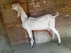 Big size beetal goat for sale