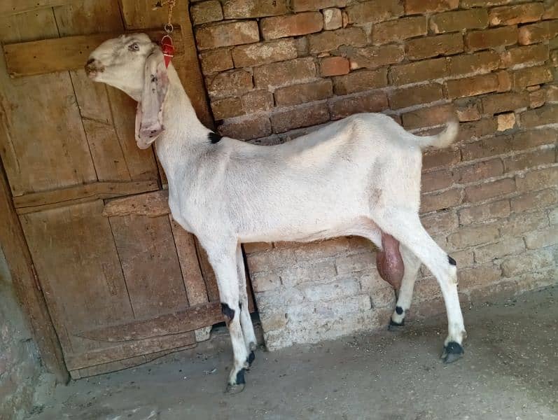 Big size beetal goat for sale 1