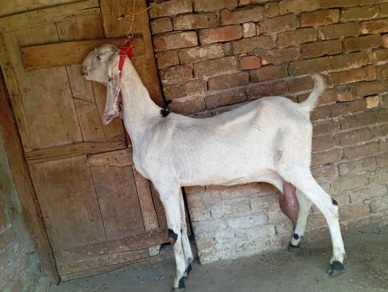 Big size beetal goat for sale 2