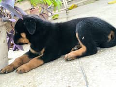 Rottweiler puppy