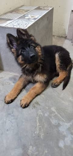 German Shepherd  pink pedigree with complete documents 0