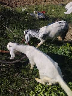 male goats for sale