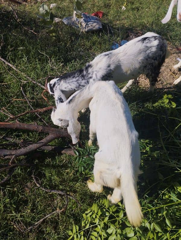 male goats for sale 1