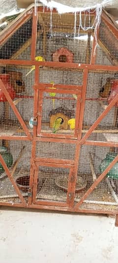 Australian parrot with cage for sale