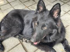 good dog and black colour