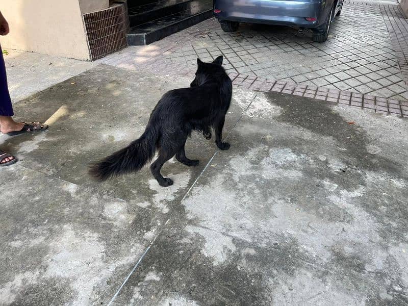 good dog and black colour 2