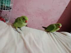 assalam alaikum green ringneck pair active hen ghar ke palay hen