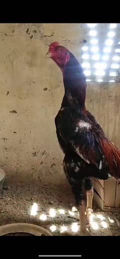 shamo eggs male pakistani female egg cross avl in reasonable price