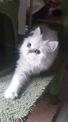 persian male kitten 2 months 0