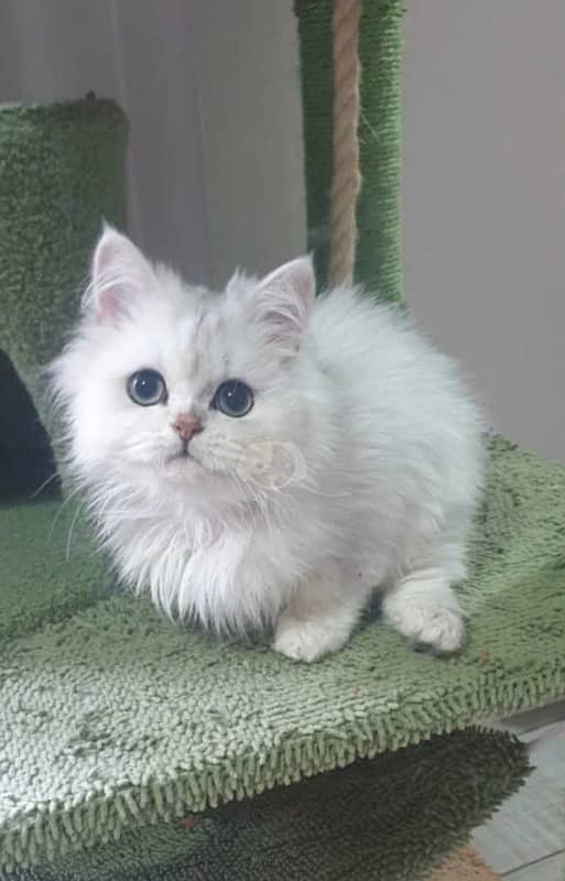 persian male kitten 2 months 1