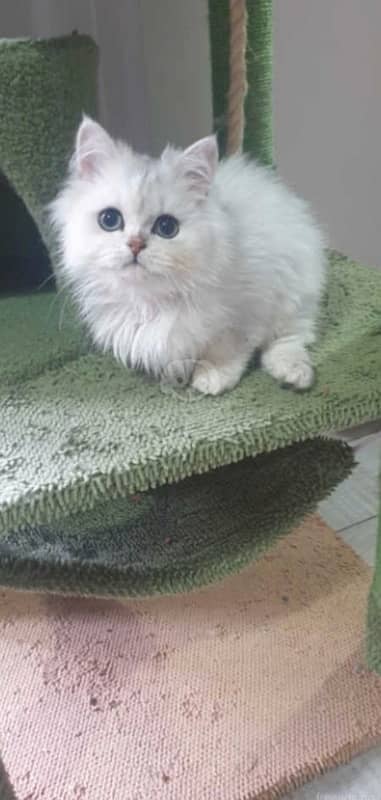 persian male kitten 2 months 3