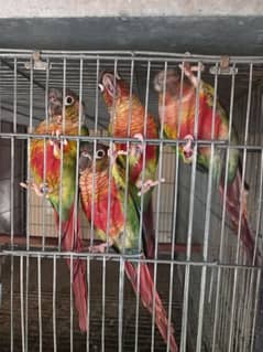 high Red factor | conure pairs | parrot |birds