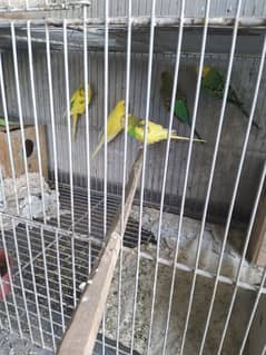 austrailan parrots for sale