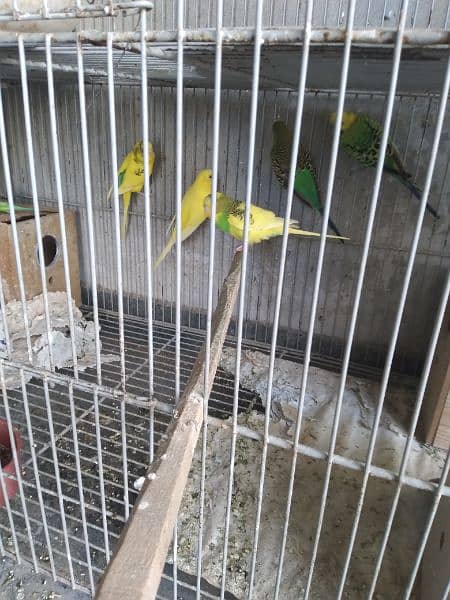 austrailan parrots for sale 0