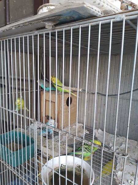 austrailan parrots for sale 1