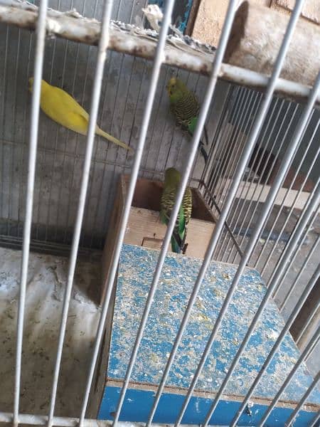 austrailan parrots for sale 2