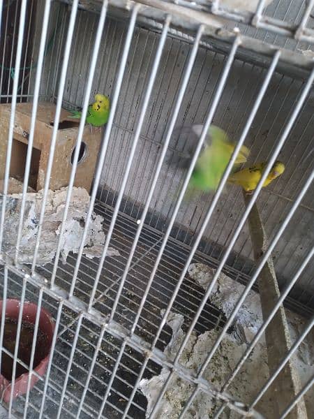 austrailan parrots for sale 3