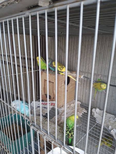 austrailan parrots for sale 4