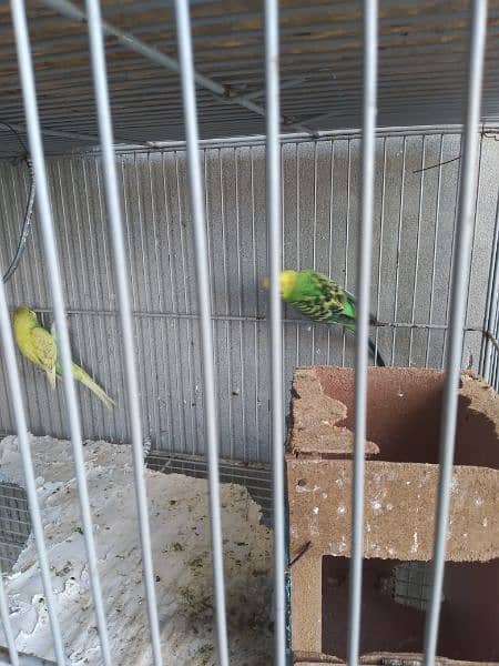 austrailan parrots for sale 5