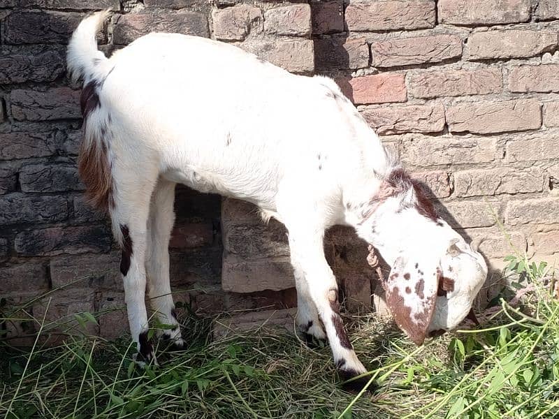 Female goat for sale 2