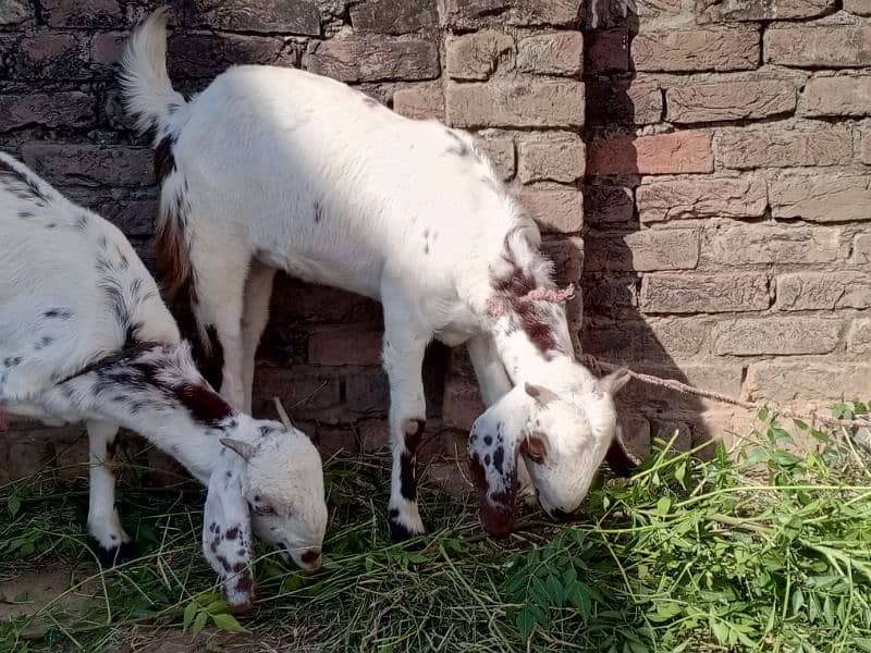 Female goat for sale 3