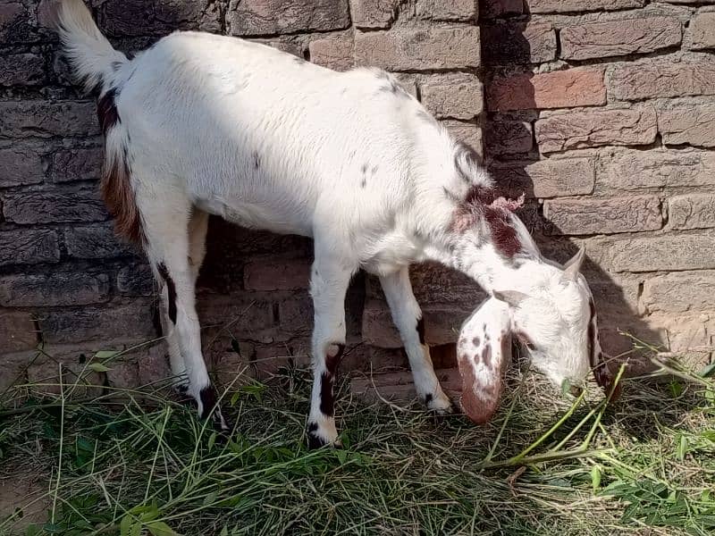 Female goat for sale 4