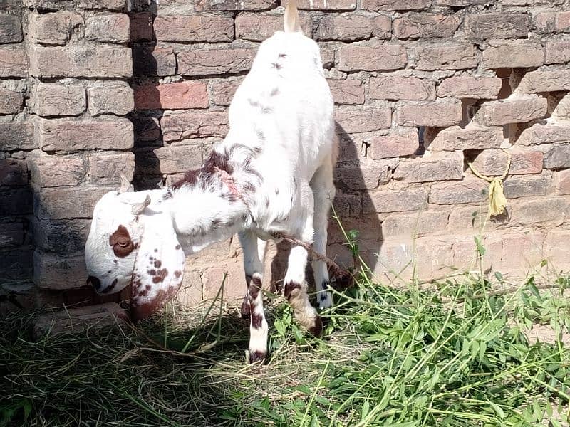 Female goat for sale 5