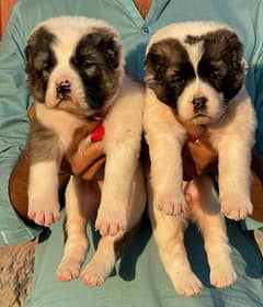 alabai puppies pair full security dogs havey bone for sale