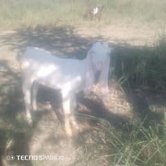 5 month rajanpuri breed female goat 0