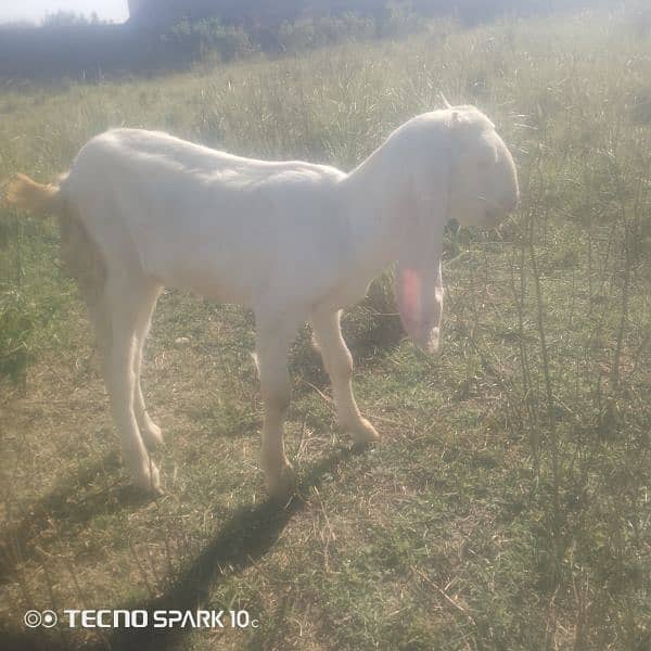 5 month rajanpuri breed female goat 1