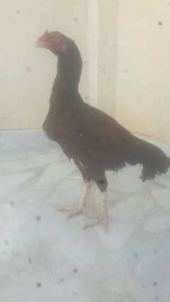 aseel hen for sale 0