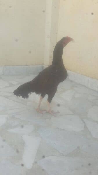 aseel hen for sale 1