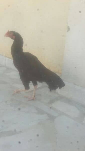 aseel hen for sale 2