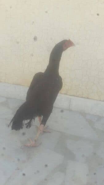 aseel hen for sale 3