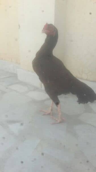 aseel hen for sale 4