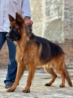 German shepherd adult male for urgent sale